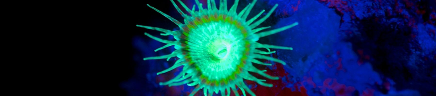 Fluro dive underwater view 