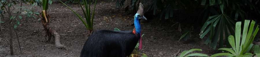 Cassowary Bird walking through the Daintree Rainforest