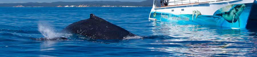 Whale Watching A whale next to a boat