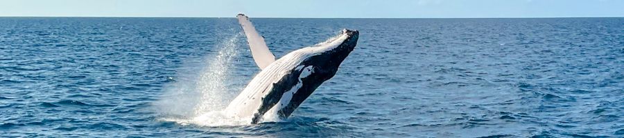 Freedom Whale Watch A humpback whale breaching in the ocean