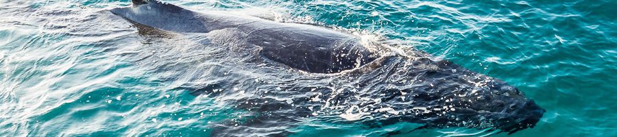 Hervey Bay Whale Watch