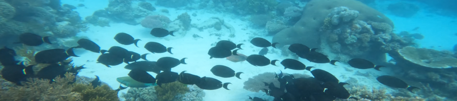 Saxon Reef Sargent Fish