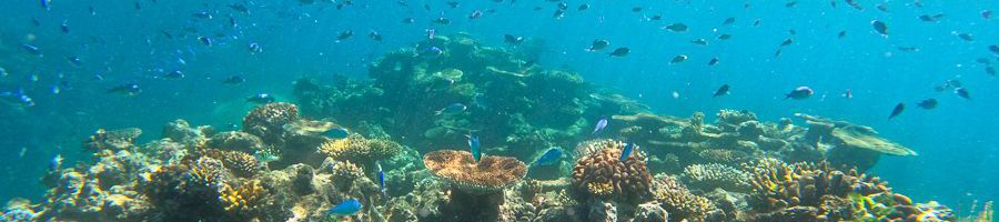 Great Barrier Reef Corals corals and fish on the great barrier reef