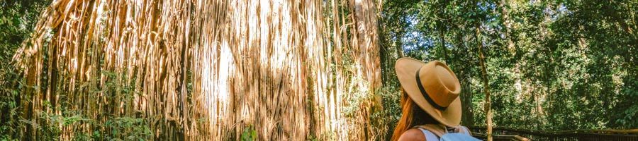 girl with backpack gazing up at Curtain Fig Tree