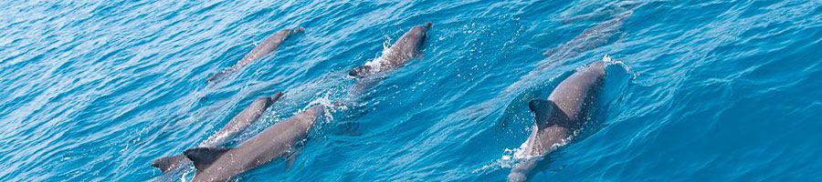 Dolphins Australia dolphins swimming in the ocean around australia