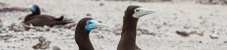 birds on the sand at michaelmas cay near cairns