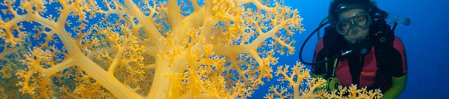 diving with coral