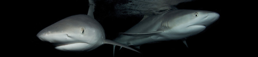 Two Reef Sharks underwater at night time