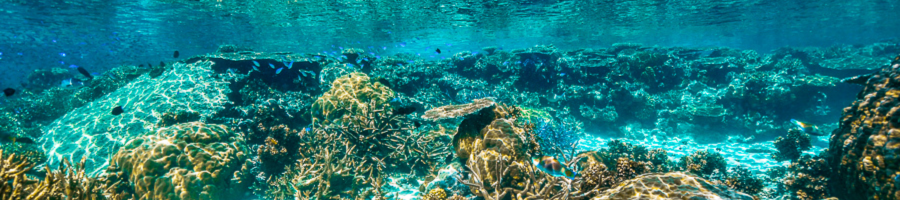 Underwater view of corals on the Great Barrier Reef