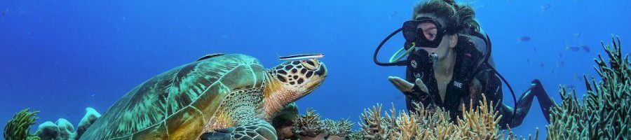 scuba diver looking at a turtle on the great barrier reef