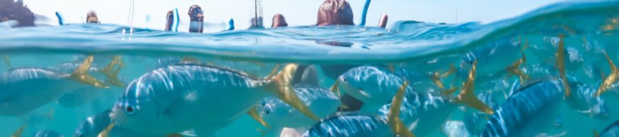 Snorkel the Great Barrier Reef Great Barrier Reef snorkelling with fish two kids