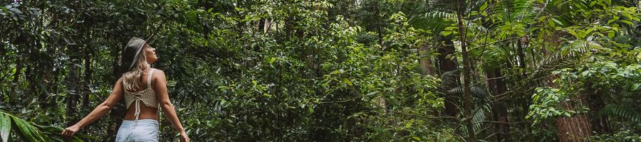 K'gari Rainforest K'gari Rainforest