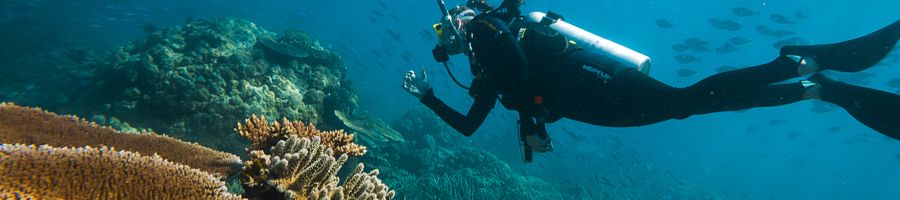 Scuba Diving Great Barrier Reef person scuba diving next to great barrier reef corals