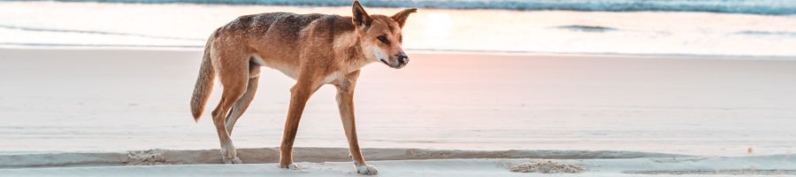 Dingo on Fraser Island, walking away from sunrise 