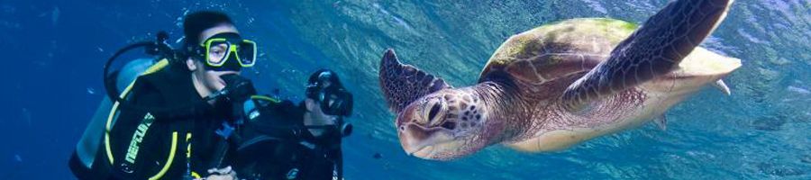 Scuba diving with turtles Whitsundays
