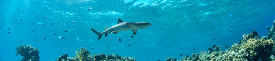 Reef Shark Down Under Dive Reef Shark