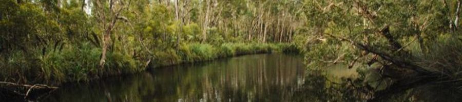 Everglade forest and canals