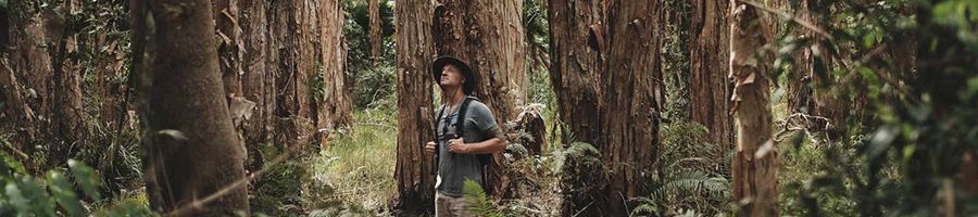 Man hiking in the everglades
