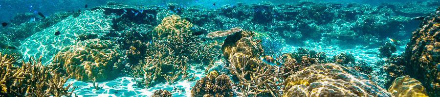 Reef with dappeld sunlight