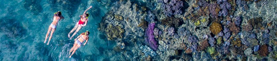 Reefsuite snorkelling in Hardy Reef