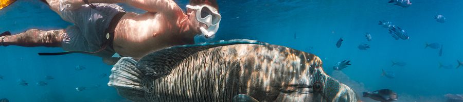 Snorkel with Maori Wrasse 