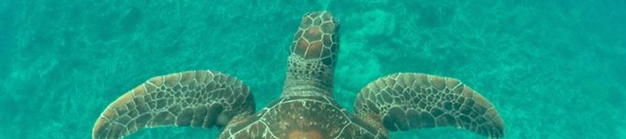 Swimming turtle underwater shot