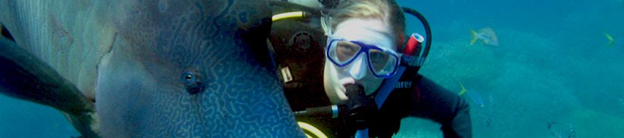 Reefworld Scuba Dive Maori Wrasse with reef Diver
