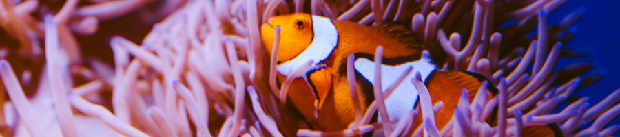 Reefworld snorkelling  Clownfish amongst pink anemone