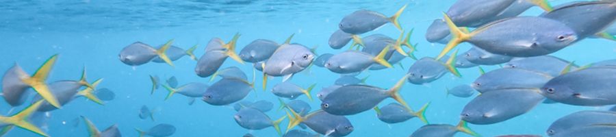 School of fish, great Barrier Reef Blue fish school swimming in the Great Barrier Reef