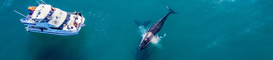 Whale Watch whale swimming near a tour boat in Hervey Bay