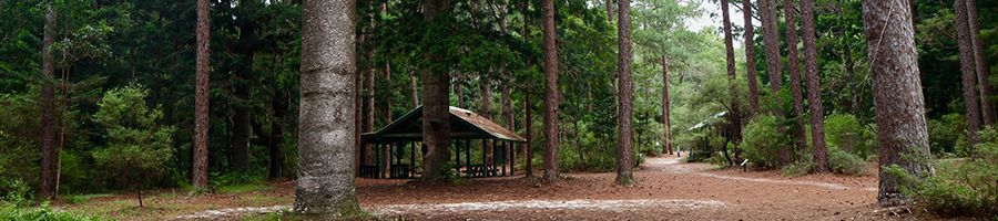 rustic campsite in the rainforest at Central Station