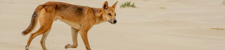 Fraser Island Beach Dingo