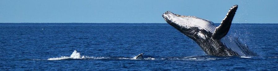 Whale Whitsundays whale breaching in the whitsundays waters