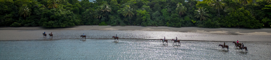 Cape Tribulation Beach Horse Riding