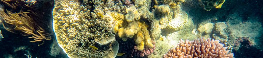 Kiana Snorkelling Bait Reef Great Barrier Reef Snorkelling