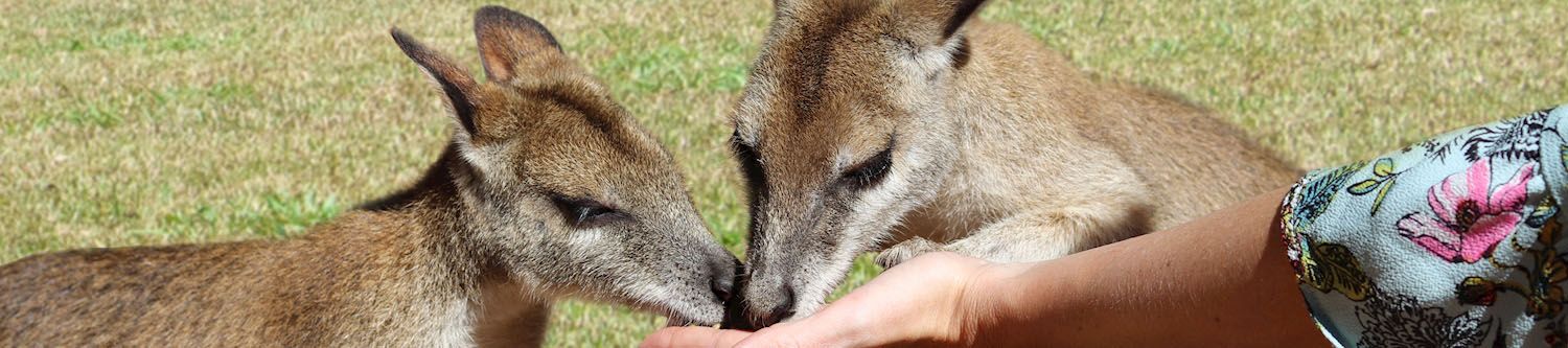 Hand feeding roos