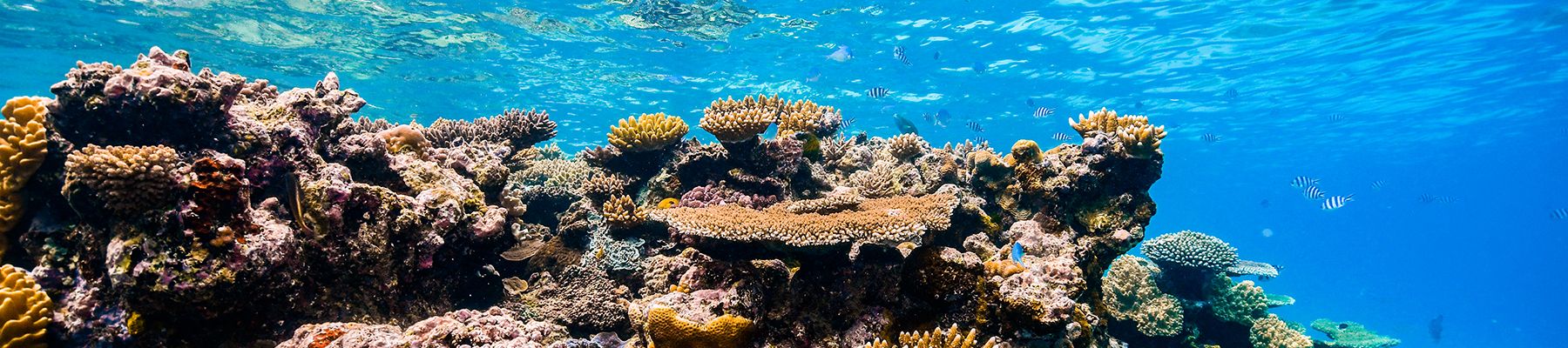Corals of the Great Barrier Reef