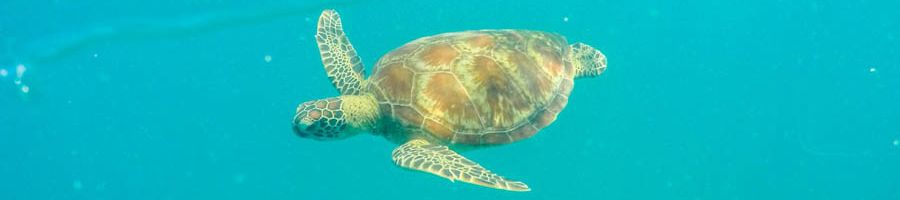 sea turtle swimming through ocean waters around cairns