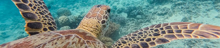 sea turtle swimming in the great barrier reef near cairns