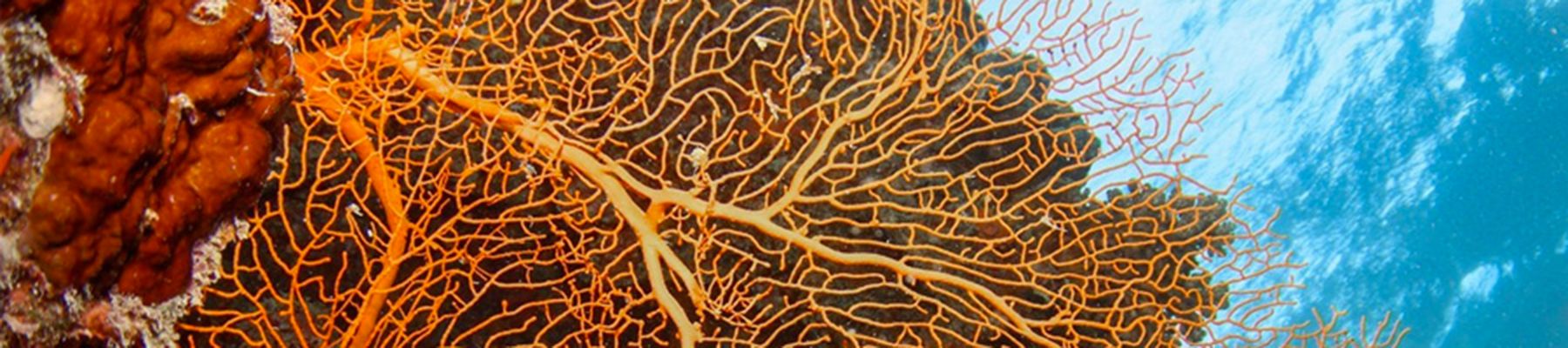 Colourful coral cays, Cairns 