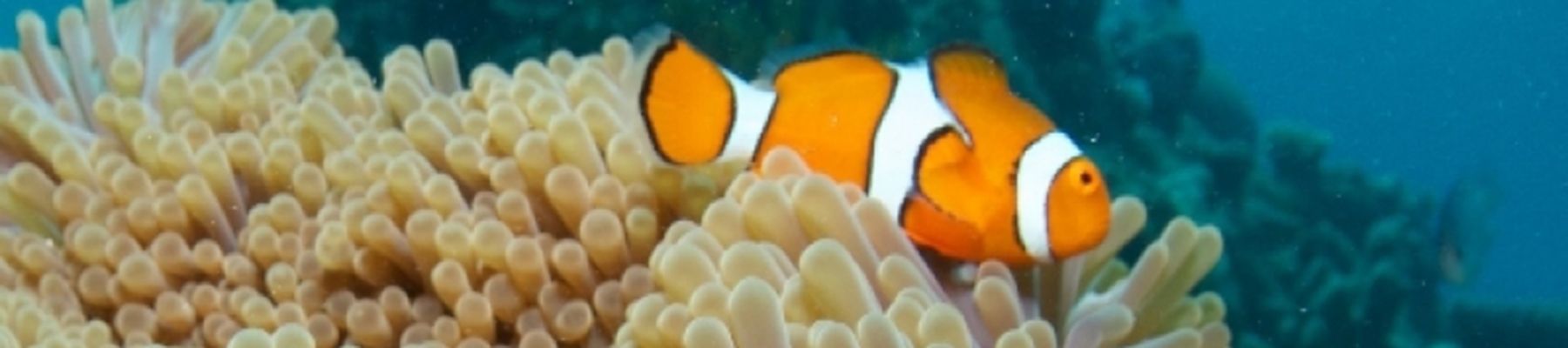 Clownfish, Great Barrier Reef Clownfish underwater shot
