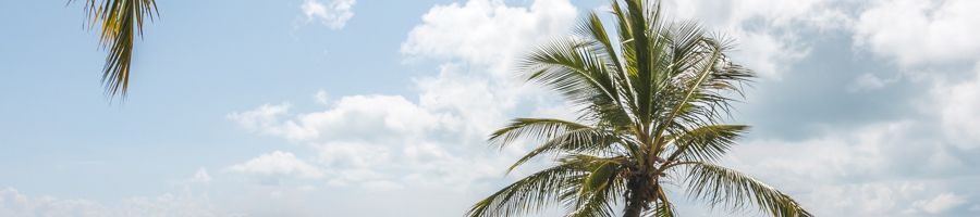 Itinerary, Whitsundays Creek to Cape Day Tour Palm tree swaying in the sky