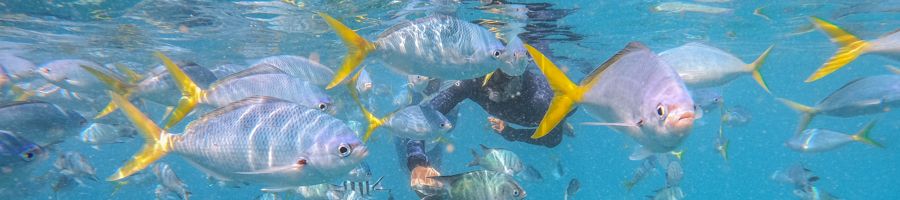 Person snorkelling amongst a school of reef fish in the Whitsundays