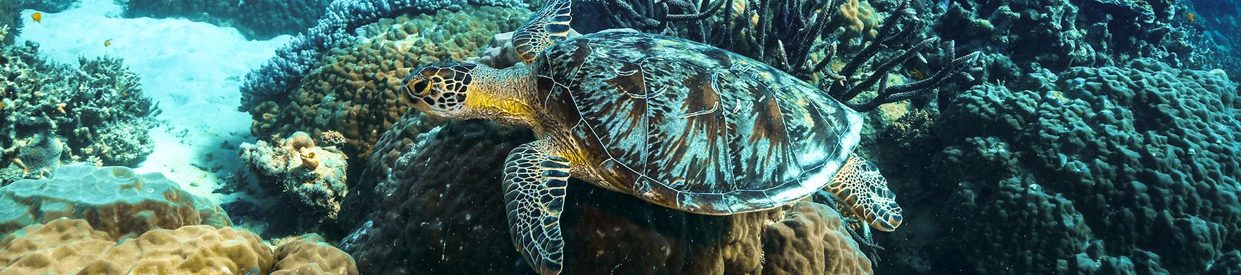 Snorkelling underwater corals and fish and green sea turtle