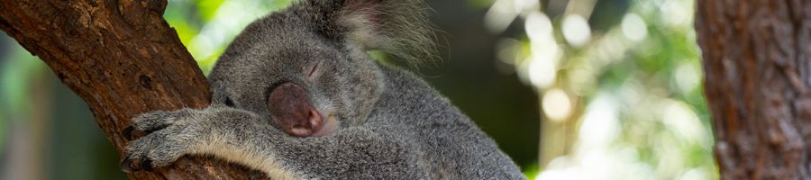 Sleeping Koala