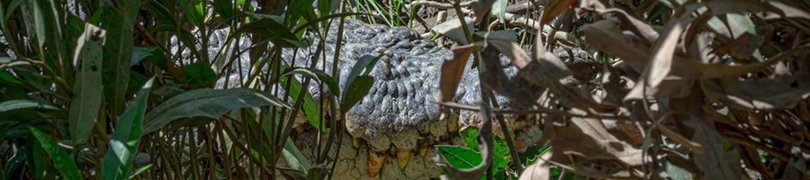 Crocodile lying amongst nature and leaves