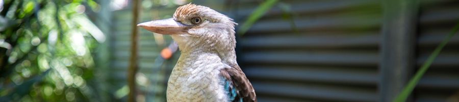 Kookaburra in Hartley's Wildlife Centre