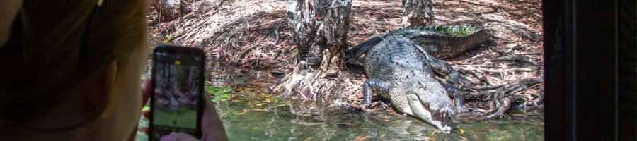 Crocodile boat cruise with a crocodile being photographed