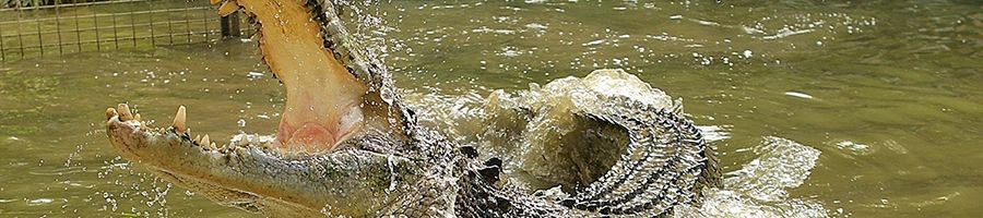 Croc splashing in the water