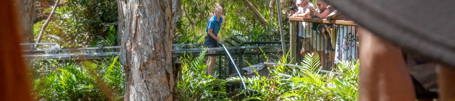 Crocodile jumping out of the water with for feeding time
